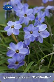 We did not find results for: 44 Blau Ideen Blauer Garten Blumenzwiebeln Hyazinthe