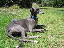 Greyhound Wikipedia