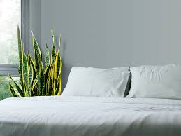 Furthermore, snake plants, hostas, and oleander are also toxic for dogs. Benefits Of Snake Plant Plus Types Cautions And How To Grow