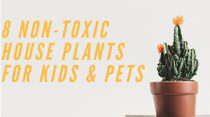 While the christmas cactus is not poisonous to dogs, there are a few safety things you must consider about this plant (and many other plants in general) to ensure that your pup doesn't pose any danger it is perfectly fine to have this amazing plant around your dog, or even a cat if you have one. 8 Non Toxic House Plants For Children Cats And Dogs Dengarden