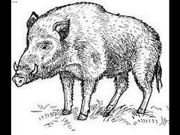 How To Draw Wild Boar Full Body Drawing Step By Step Youtube