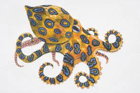 Blue Ringed Octopus Hapalochlaena Sp Blue Ringed Octopus Facts Octopus Underwater Tattoo