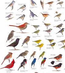 Backyard Birds Of North America Poster Birds North America Google Search Backyard Birds Bird Species Bird Poster