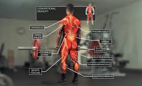 What Type Of Deadlift Is Best For You Strength Vs Size Vs Athleticism