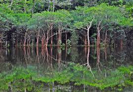 Image result for Afroqueta