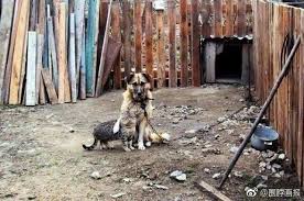Pin By Makasi Haoye Sam On Cat Lovers Funny Dog Pictures Dog Pictures Animals