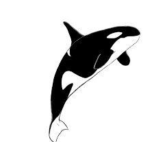 How To Draw A Killer Whale Draw Central Watch the entire video as we show you step by step sketch of a killer whale. how to draw a killer whale draw central