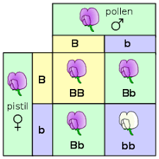 mendelian inheritance wikipedia