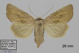 Image result for Photedes fluxa