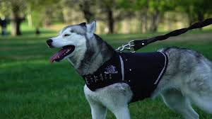 canine weight vest camo rogue royalty