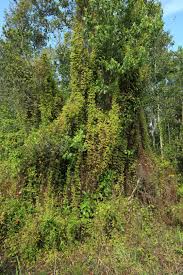 Image result for Lygodium microphyllum