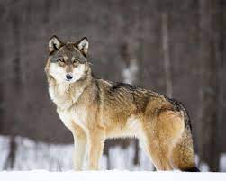 Timber Wolf By Mlala 500px Timber Wolf Wolf Dog Wolf World