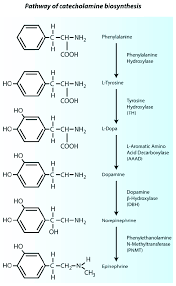 Pathway Of Catecholamine Biosynthesis Synthesis Of Epinephrine And Download Scientific Diagram