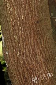 Image result for Hirtella zanzibarica