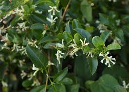 Image result for Stomatostemma monteiroae