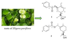 Image result for Illigera