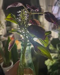 Image result for Coleus articulatus