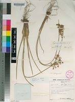 Image result for Cyperus derreilema