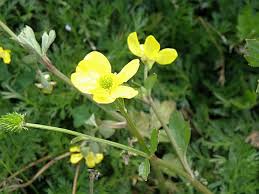 Image result for Ranunculus multifidus