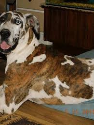 All of our great dane puppies come with a 2 year genetic health guarantee. Great Dane Puppies For Sale In Missouri Great Danes Of The Ozarks