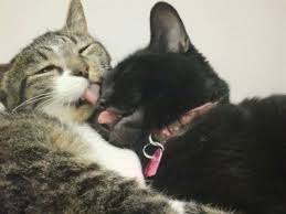 Why is my cat sleeping in their litter box? Why Do Cats Groom Each Other The Conscious Cat
