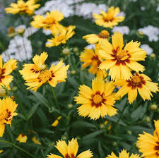 It also provides preferred sun/shade if you love flowers and want continuous blooms in your garden, this is for you. 20 Best Perennial Flowers Easy Perennial Plants To Grow