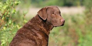 Image result for "Chesapeake bay retriever"