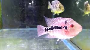 Check spelling or type a new query. Mengobati Penyakit Berak Putih Pada Lou Han Teknik Tani Ikan