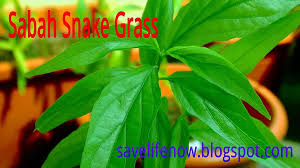 Sabah snake grass dry leaves 5 gms (approx 70 dry leaves): Sabah Snake Grass ä¼˜éè‰ Home Facebook