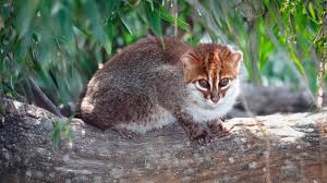 ‪Flat Headed Cat Facts | Big Cat Rescue | Wild cats in the wild: Our  mission, their future.‬‏