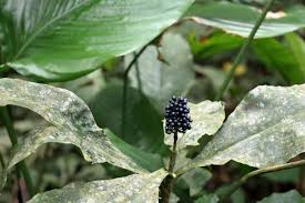 Image result for Pollia condensata