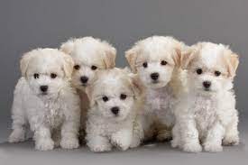 Beautiful Bichon Frise Puppies Are Here Petland Mall Of Home Bichon Frise For Sale Bichon Frise Puppies 2 Be Bichon Frise Puppy Bichon Frise Dogs Dog Breeds