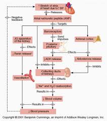 Biochemical Functions Of Liver