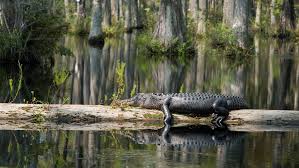 Image result for swamp images
