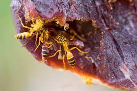 Check spelling or type a new query. 9 Ways To Keep Wasps And Bees Away From Your Swimming Pool