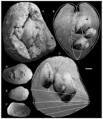 Image result for Dissotis falcipila
