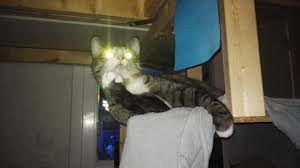 Ceiling cat and basement cat. What Am I Album On Imgur