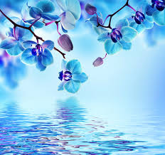 Check spelling or type a new query. Images Orchid Light Blue Flower Water Closeup