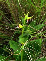 Image result for Neobolusia