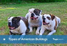 This american bulldogwill definitely will turn heads. 5 Different Types Of American Bulldogs With Pictures