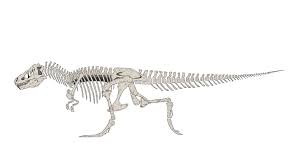 Any bone discovered now is a bone that has undergone fossilization and is now a specific type of rock, a fossil. Dinosour Bones 2d Creature 2d Skeletal Animation Tool That Automates Walk Cycles Cloth Hair And More Editors And Tools Cocos Forums Diy Dinosaur Excavation Kit Dino Fossil Dig Up Dinosaurs