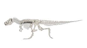 Check spelling or type a new query. Funny Gifs Dinosaur Gif Vsgif Com