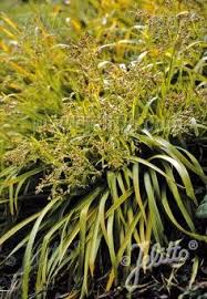 Image result for Luzula