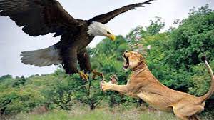 Download now ukiran elang harimau oleh samudera jati jepara furniture. Foto Hd Elang Vs Harimau Brung Elang Gajah Harimau Youtube Aksi Supir Truck Tanki Pertamina Saat Melewati Tanjakan Sitinjau Lauik Jelas Terlihat Berbeda Yang Sering Lewati Dan Yang Pertama Kali