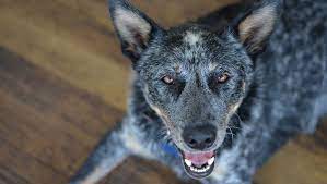Australian Stumpy Tail Cattle Dog Breed Pictures Characteristics Facts