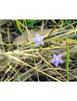 I absolutely adore this south african native of the campanula family. Plantnet Floraonline