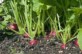 On a small scale, plants can be threshed by placing the harvested material on a trap or in a large container and treading upon it until the siliques break apart. How To Grow Radishes Rhs Gardening