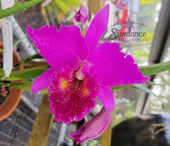 Hours may change under current circumstances Rlc Mem Crispin Rosales Lu Kang 6 Pot Sundance Orchids