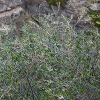 Image result for Olea chimanimani