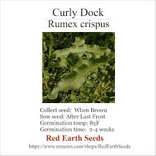 Image result for Rumex crispus